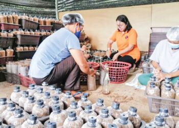 FELICIA Janari bersama pekerjanya sedang mengisi habuk kayu ke dalam bekas untuk dijadikan bongkah tanaman cendawan.