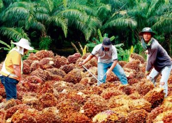 KENAIKAN harga sawit membolehkan peneroka mendapat pendapatan lebih tinggi. - GAMBAR HIASAN