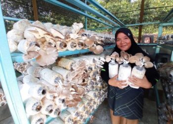 AZIAN Jahani menunjukkan bongkah cendawan yang diusahakan di Kampung Baru Teluk Ramunia, Pengerang, Johor. - FOTO/MASTURAH SURADI