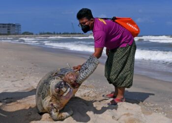 TERDAPAT banyak kes penyu mati akibat tersangkut pada pukat nelayan. – UTUSAN/PUQTRA HAIRRY