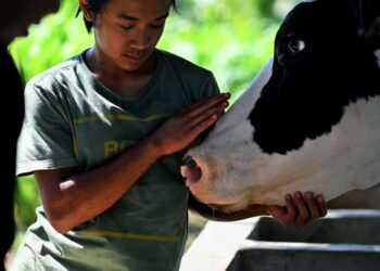 PENTERNAK kerugian 3.5 juta rupiah bagi setiap seekor lembu yang dijangkiti penyakit tersebut. - AFP