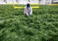 THAILAND membenarkan rakyatnya menanam ganja dan dijual secara terbuka.-AFP
