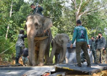 PROSES pemindahan Mek La dan Mek Tiga dari Kampung Kuala Tiga, Tanah Merah, Kelanta ke habitat asal mereka hari ini mengambil masa hampir lapan jam. - UTUSAN/BAHRUDDIN HATTA