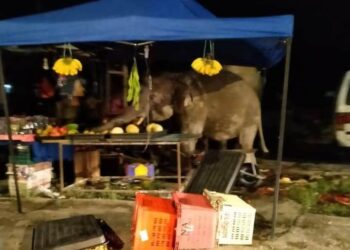 SEEKOR gajah merosakkan sebuah gerai buah-buahan di Batu 6, Mawai, Kota Tinggi, Johor.