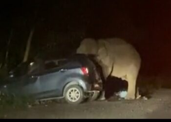 TANGKAP layar daripada video memaparkan seekor gajah memijak sebuah kereta yang tersebar dalam media sosial. - MEDIA SOSIAL