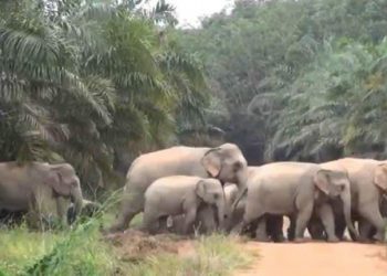 ANTARA kawanan gajah yang dikesan memasuki Felda Tenggaroh Timur 1, Mersing.