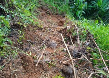 KESAN najis yang ditinggalkan oleh gajah dapat dilihat di kawasan perkampungan Orang Asli di Kampung Gawin, Pos Gob di Gua Musang, Kelantan-UTUSAN/AIMUNI TUAN LAH