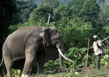 SEORANG lelaki maut akibat dipijak gajah liar di Aceh, - gambar hiasan.
