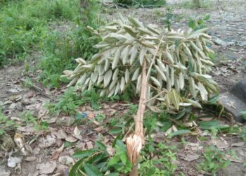 ANAK pokok durian muda turut dipatahkan oleh gajah liar yang menceroboh Kampung Simoi Baru, Pos Betau di Lipis, Pahang. - FOTO /IHSAN PENDUDUK KAMPUNG SIMOI BARU