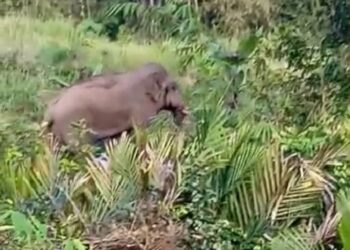 TANGKAP layar seekor gajah liar yang menceroboh masuk ke Kampung Orang Asli Simoi Lama, Pos Betau di Lipis, Pahang. - FOTO /IHSAN PENDUDUK KAMPUNG SIMOI LAMA