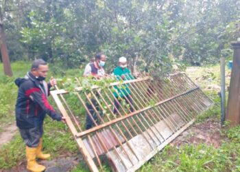 MOHD. Sahbari Abd. Rahman (dua dari kiri) bersama beberapa rakannya mengangkat kembali pintu pagar yang dirobohkan oleh gajah liar di Kampung Pinang, Mukim Pedu, Padang Terap semalam.
