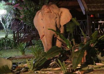 PERBUATAN manusia  yang mengganggu habitat gajah boleh menyebabkan risiko serangan haiwan berkenaan.-GAMBAR HIASAN