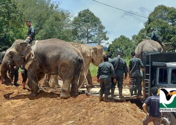 GAJAH yang ditangkap akan dipindahkan oleh pihak Perhilitan ke habitat yang bersesuaian. - FOTO IHSAN PERHILITAN