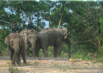 UNIT Tangkapan Gajah (UTG) Jabatan Perlindungan Hidupan Liar dan Taman Negara (Perhilitan) Pahang mengadakan operasi memindahkan seekor gajah liar yang sesat di hutan berhampiran Taman Pandan Damai di Kuantan, Pahang. - FOTO/SHAIKH AHMAD RAZIF