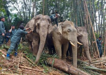 GAJAH denak Kasturi dan Rambai  membantu menjinakkan seekor gajah jantan (tengah) semasa operasi pemindahan di Kampung Simoi Lama, Pos Betau di Lipis, Pahang. - FOTO /IHSAN PERHILITAN PAHANG