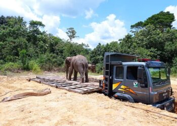GAJAH liar yang menimbulkan masalah di kebun sawit peneroka dipindahkan ke Taman Negara Endau Rompin selepas di tangkap di Felda Tenggaroh, Mersing, Johor.