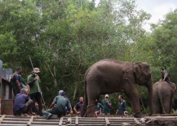 ANGGOTA Perhilitan Terengganu dan PKGK Sungai Depa mengendalikan pemindahan gajah sesat di Kampung Pengkalan Atap, Batu Rakit, Kuala Nerus, Terengganu, hari ini. - FOTO/PUQTRA HAIRRY ROSLI