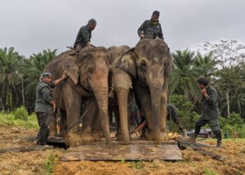 KAKITANGAN  Pusat Konservasi Gajah Kebangsaan, Kuala Gandah, Pahang dan Perhilitan Kelantan  melakukan kerja-kerja pemindahan gajah liar yang diapit dua ekor gajah denak di Kampung Batu Melintang, Jeli. - Gambar ihsan Perhilitan Kelantan