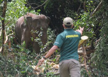 Anggota Perhilitan Terengganu membuat kawalan keselamatan di sekitar tempat seekor gajah yang berjaya ditangkap di Kuala Nerus, Terengganu. – UTUSAN/PUQTRA HAIRRY
