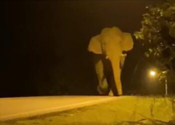 AKSI seekor gajah dewasa yang dirakam menghampiri sekumpulan penduduk dipercayai di Kampung Lukut, Kota Tinggi di Johor. - FB ORANG KOTA - TINGGI