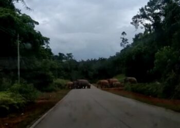 TANGKAP layar kawanan gajah liar sedang melintas jalan raya Kuala Tahan ke Jerantut berdekatan pusat nurseri Lembaga Minyak Sawit Malaysia (MPOB) di Kampung Gol, Kuala Tahan di Jerantut, Pahang. - FOTO IHSAN AFZAL ABDUL AZIZ