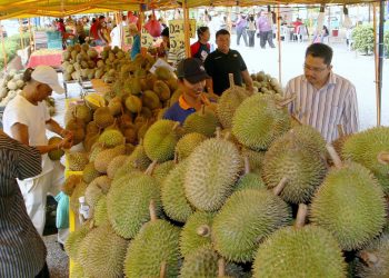 FAMA membantu pemasaran buah durian yang kini berlaku lambakan akibat buah luruh serentak dan kilang pemprosesan durian tidak dapat beroperasi penuh kerana PKP..