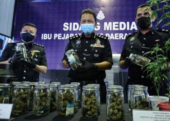 MOHD. Zaid Hassan menunjukkan dadah jenis ganja yang dirampas selepas tiga beranak ditahan dalam serbuan di sebuah rumah banglo di Semenyih, Kajang, Selangor Jumaat lalu. - UTUSAN/FAIZ ALIF AHMAD ZUBIR 