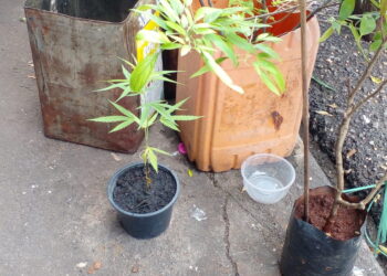 POKOK ganja yang mudah didapati sekitar Bazar Hatyai, Thailand. – UTUSAN/ASYRAF MUHAMMAD