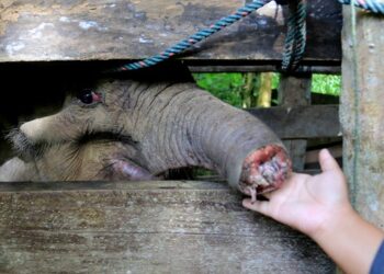 SEEKOR anak gajah Sumatera yang mati selepas belalainya terpaksa dipotong akibat terkena perangkap pemburu gading. - AGENSI