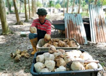HARGA pasaran getah yang semakin menurun memberi kesan kepada kelangsungan hidup penoreh.