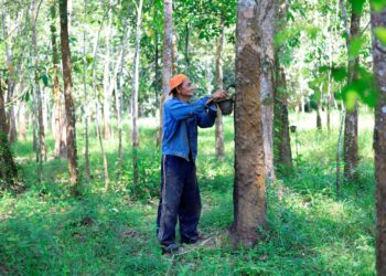 Kerajaan telah menaikkan harga lantai getah RM2.70 sekilogram. - Gambat hiasan