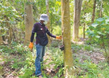 FIRDAUS Mohamad sedang menoreh getah di sebuah kebun di Kampung Pagi, Ulu Tembeling di Jerantut, Pahang. - UTUSAN/HARIS FADILAH AHMAD
