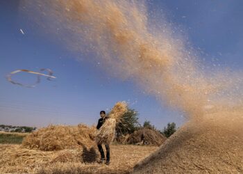 PETANI menuai gandum di kampung Bamha berdekatan pekan al-Ayyat, wilayah Giza, Mesir.-AFP
