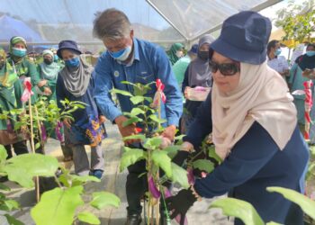 DR. Kasemani Embong (kanan) memetik  terung yang ditanam pada program Projek Tanaman Bandar di Hospital Setiu, Setiu, Terengganu hari ini. - UTUSAN/ZAID MOHD. NOOR