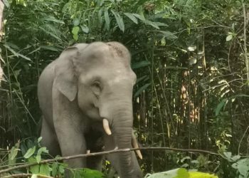 GAJAH  jantan liar yang ditangkap di Kampung  Air Papan, Batu Melintang, Jeli, Kelantan Jumaat lalu. - IHSAN PERHILITAN KELANTAN