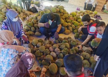 PELANGGAN memilih durian kampung yang dijual murah di Kampung Semat Jal, Tumpat, Kelantan. - UTUSAN/ROSALWANI CHE SOH