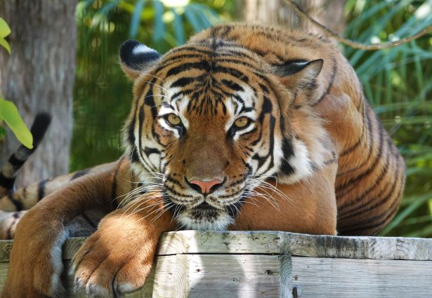 Tapak kaki harimau