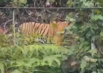 TANGKAP layar video seekor harimau yang dikatakan ditemukan di Cameron Highlands, Pahang. - MEDIA SOSIAL