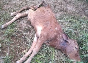 SALAH seekor lembu milik penternak di Felda Kertih 4  di Dungun, Terengganu mati dipercayai dibaham harimau.