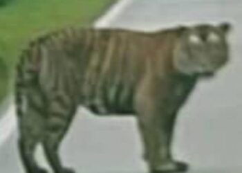 KELIBAT seekor harimau belang yang dirakam pengguna jalan raya di laluan AMBS ke Kampung Pasir Raja, berhampiran Kampung Jongok Batu, Hulu Dungun, Terengganu pada Isnin lalu. - MEDIA SOSIAL