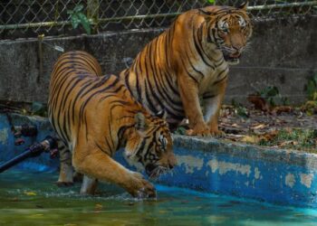 Spesies ikonik ini berdepan ancaman kepupusan yang serius- GAMBAR HIASAN