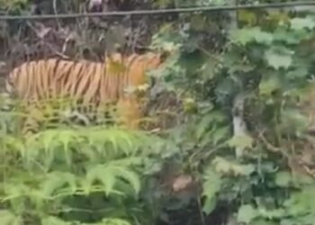 TANGKAP  layar video seekor harimau yang dikatakan ditemukan di Cameron Highlands. - FOTO/MEDIA SOSIAL