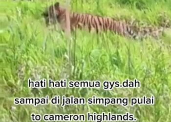 RAKAMAN video seekor harimau yang dikatakan berkeliaran di Jalan Simpang Pulai - Cameron Highlands. - FOTO/MEDIA SOSIAL