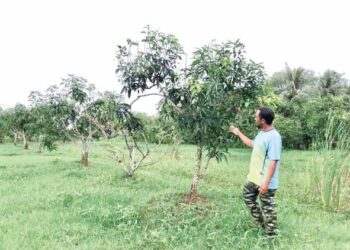HASIL mempelam harumanis pada April depan dijangka merosot berikutan hujan sejak kebelakangan ini sekali gus menjejaskan hasil dan kualiti buah berkenaan.- UTUSAN