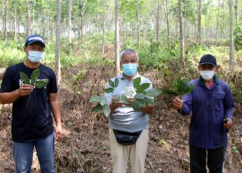 MOHD. Al-Amin Zainal (kiri), Mohd. Johari Hussin (tengah) dan Mohd. Amin abu menunjukkan daun rosak akibat penyakit luruhan daun pokok getah yang berlaku sejak 2019. -MINGGUAN/FOTO/NOR AINNA HAMZAH