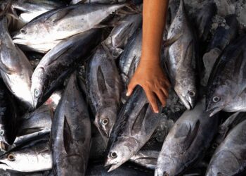 HASIL laut di perairan Johor selamat dimakan.