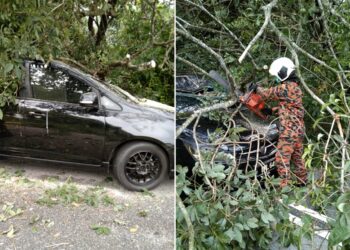 POKOK getah yang menghempap kereta Proton Exora di Jalan Raja Nong Chik, Klang, Selangor pagi tadi dialihkan pasukan dari Balai Bomba dan Penyelamat Andalas.