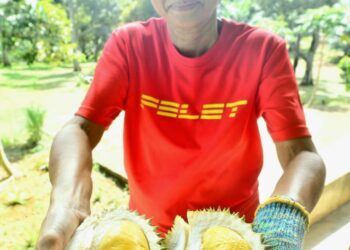 PESARA guru, Heng Jee Chin, 63, menunjukkan Durian Hijau Beserah yang sentiasa diburu oleh penggemar durian dari seluruh negara di Beserah, Kuantan, Pahang. - UTUSAN/SHAIKH AHMAD RAZIF