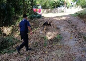 POLIS menggunakan unit anjing pengesan untuk mencari warga emas yang dipercayai hilang di Kampung Tanjung Jati, Lipis, Pahang. - IHSAN IPD LIPIS