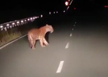 ANGKAP layar memaparkan seekor harimau berjalan di atas jalan raya di Bukit Awan, kira-kira enam kilometer dari Kampung Pagi, Ulu Tembeling di Jerantut, Pahang. 